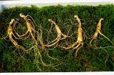 Wild Cultivated Ginseng